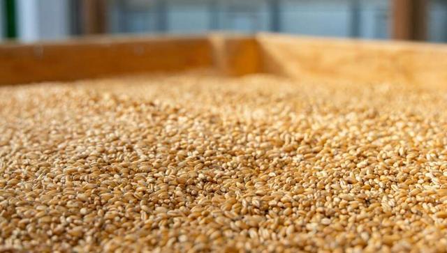 阿根廷谷物出口稅僅三天后恢復(fù)，70億美元銷售上限達標引發(fā)市場關(guān)注