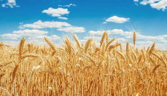 美國豆農(nóng)遭冷落，俄羅斯之外，這一小國迎來谷物出口新機遇